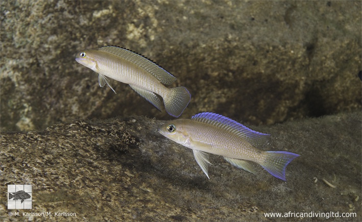 Telmatochromis vittatus 'Kasola Island'